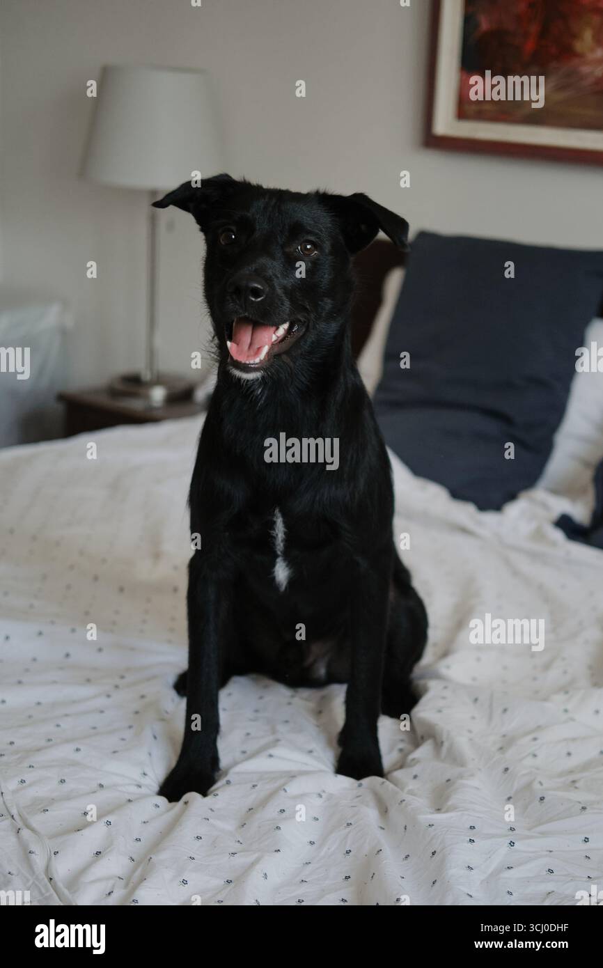 Cane nero felice che siede su un letto sorridente con la lingua fuori, concetto di hotel in cui sono ammessi gli animali domestici. Foto Stock