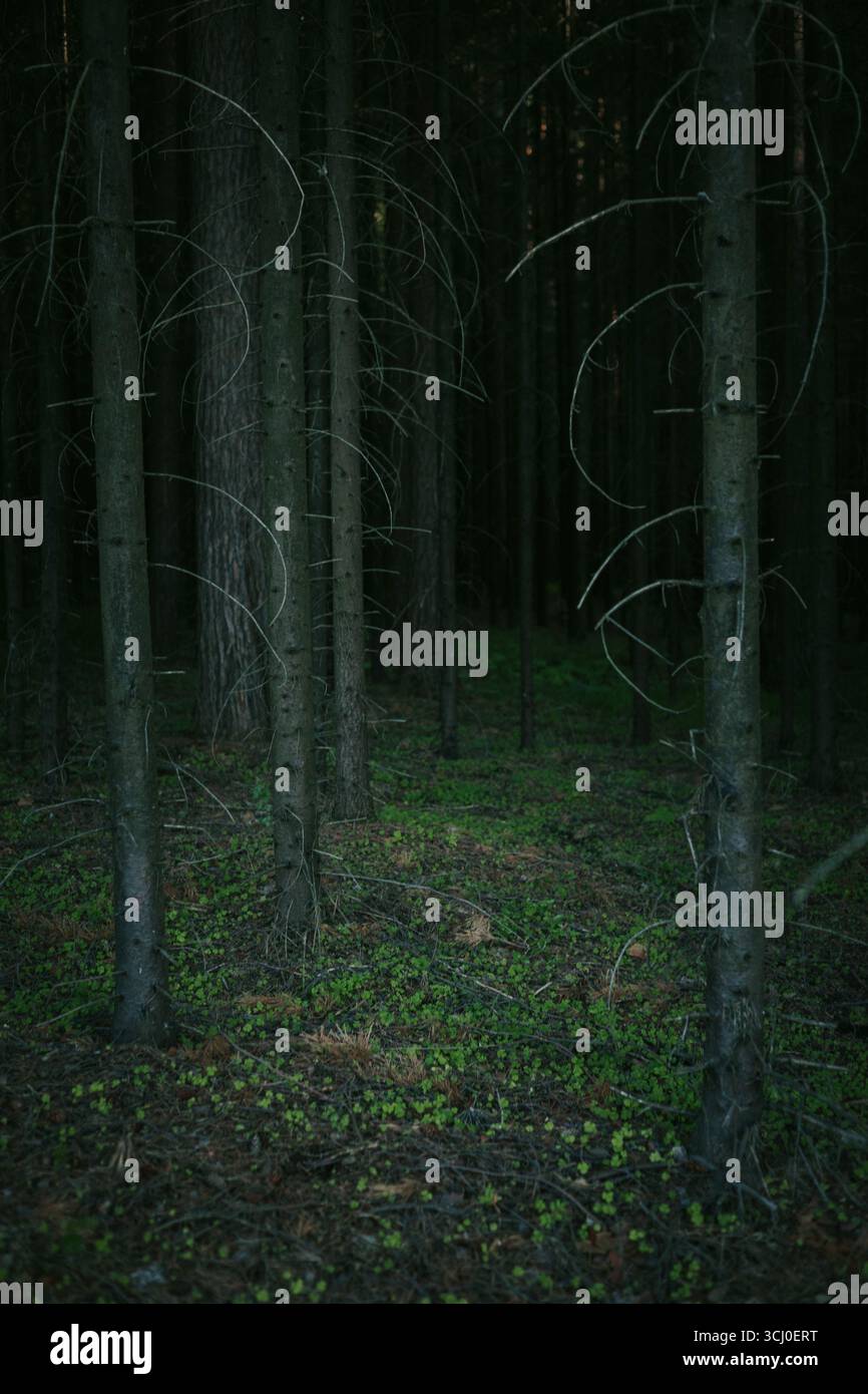 Le ombre avvolgono una fitta foresta piena di alberi alti, i cui rami raggiungono il cielo. il terreno e' adornato da vivaci piante verdi, creando Foto Stock