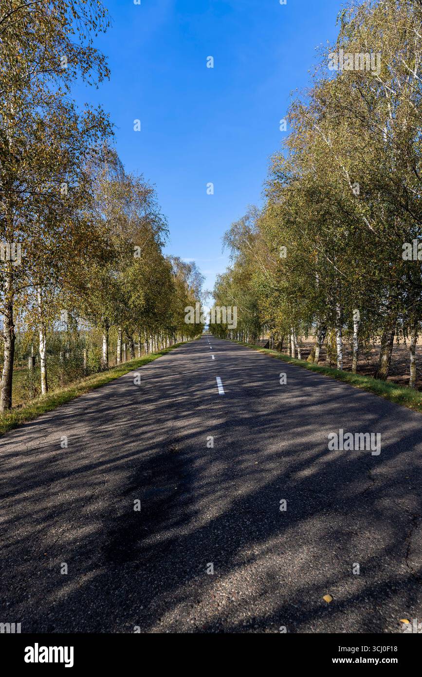 un'autostrada con alberi sul lato della strada nella stagione autunnale, betulle alte che crescono lungo l'autostrada durante la caduta delle foglie autunnali Foto Stock