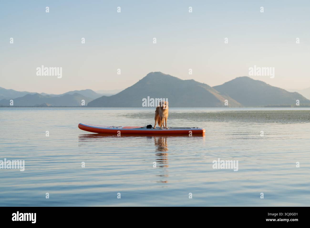 Raro cane di razza su paddle board nel panoramico lago di montagna all'alba Foto Stock