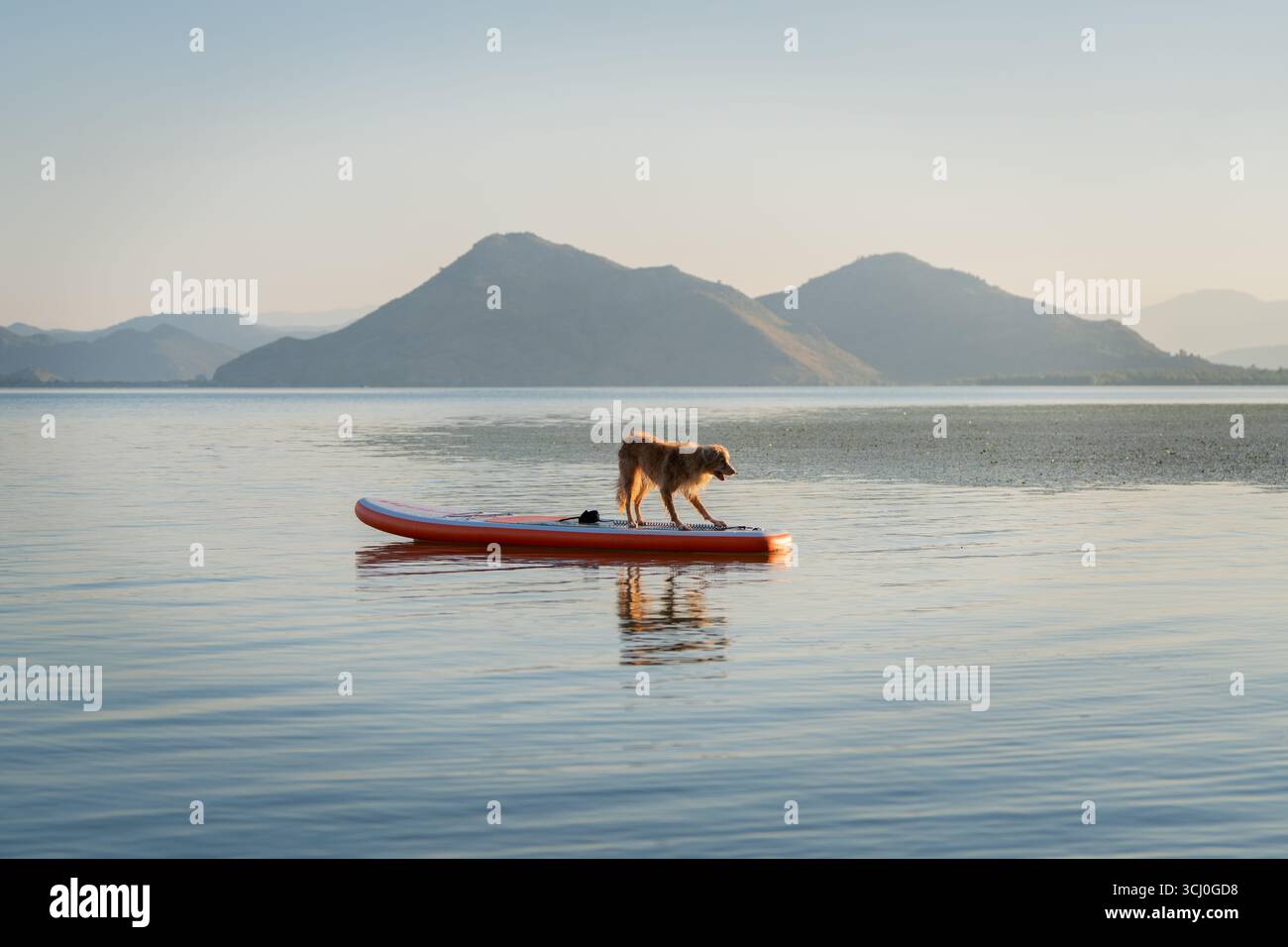 Adorabile cane Toller che viaggia sul lago Blue Mountain in SUP nelle vibrazioni mattutine Foto Stock