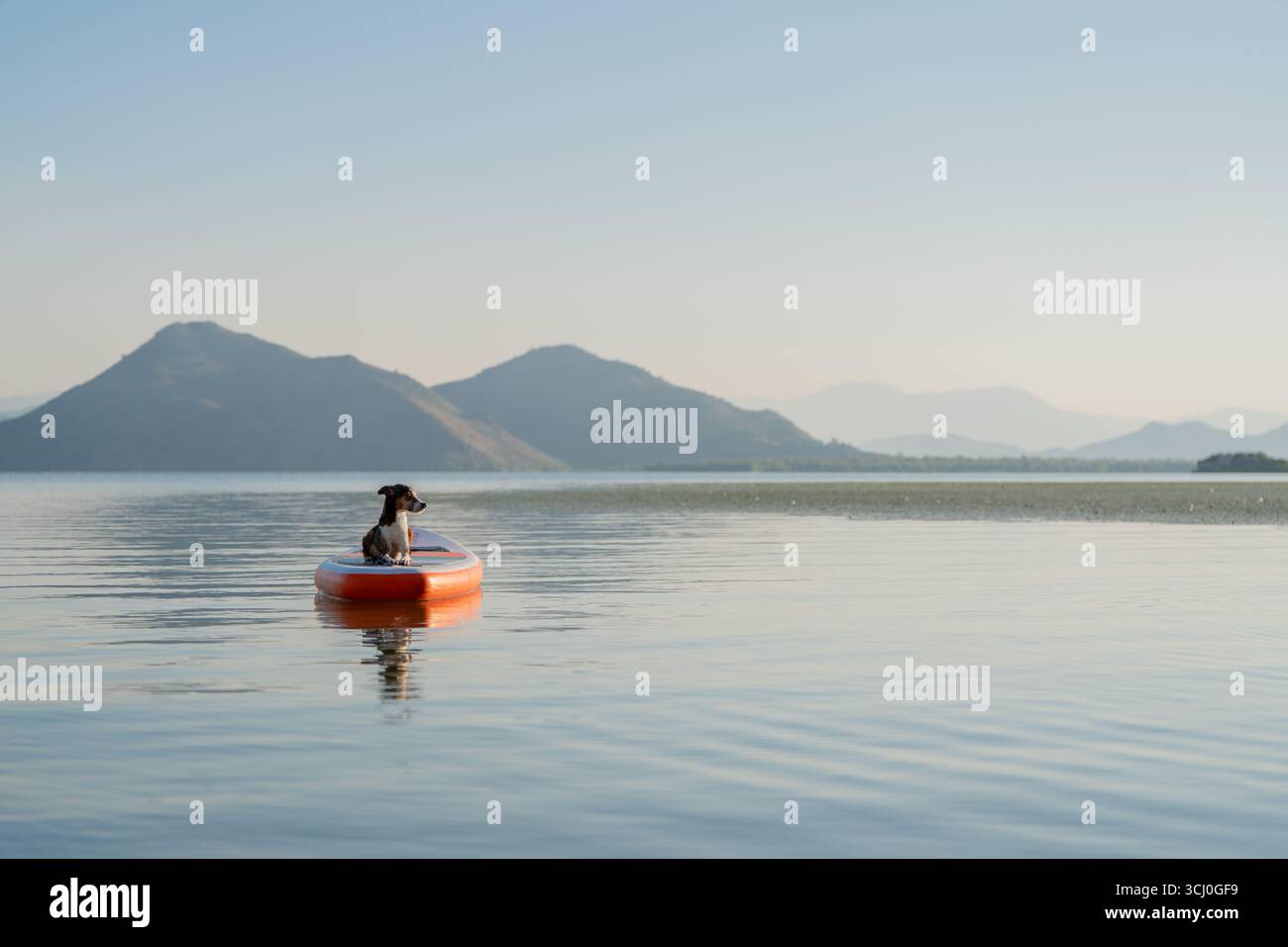 Vibrazioni mattutine: Piccolo cane su SUP che galleggia sulle calme acque blu con colline Foto Stock