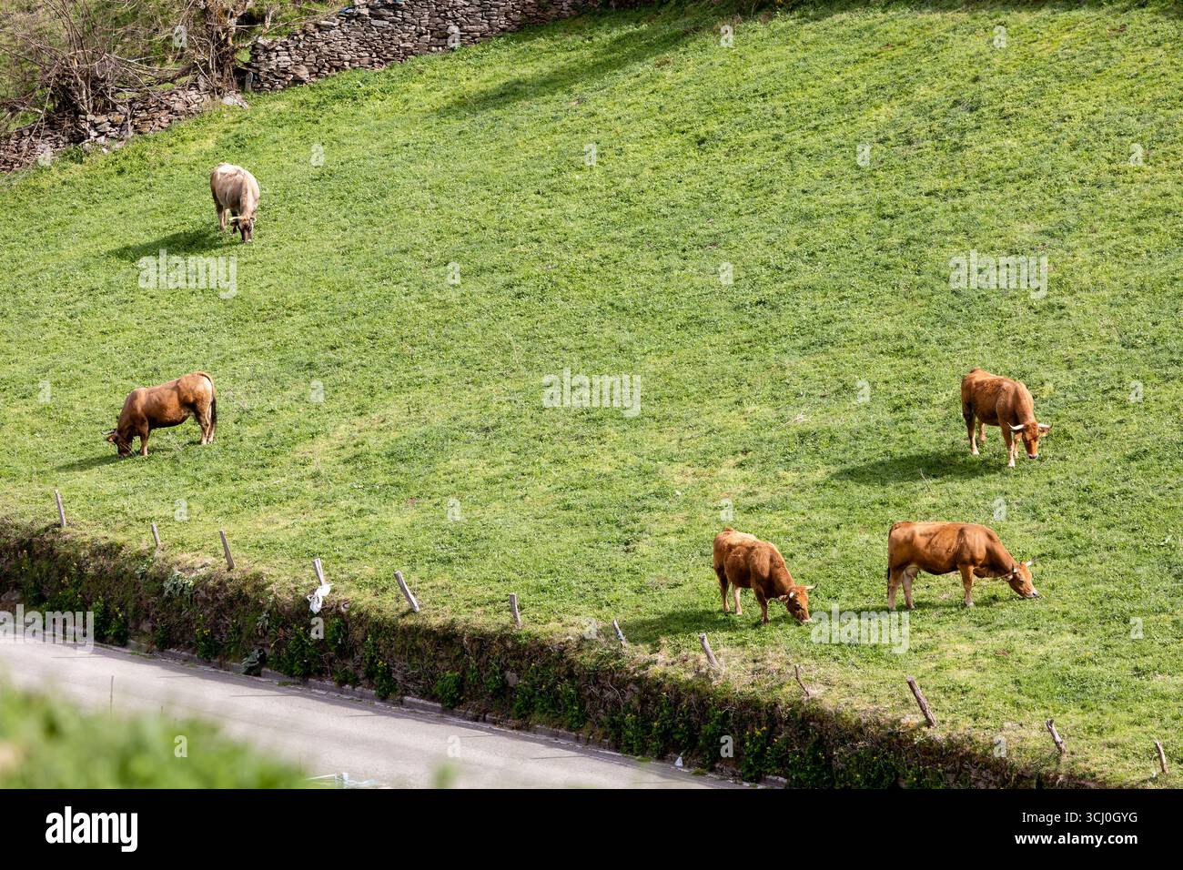 Paesaggio intorno al villaggio di Trascastro nella valle di Leitariegos nelle Asturie, Spagna Foto Stock