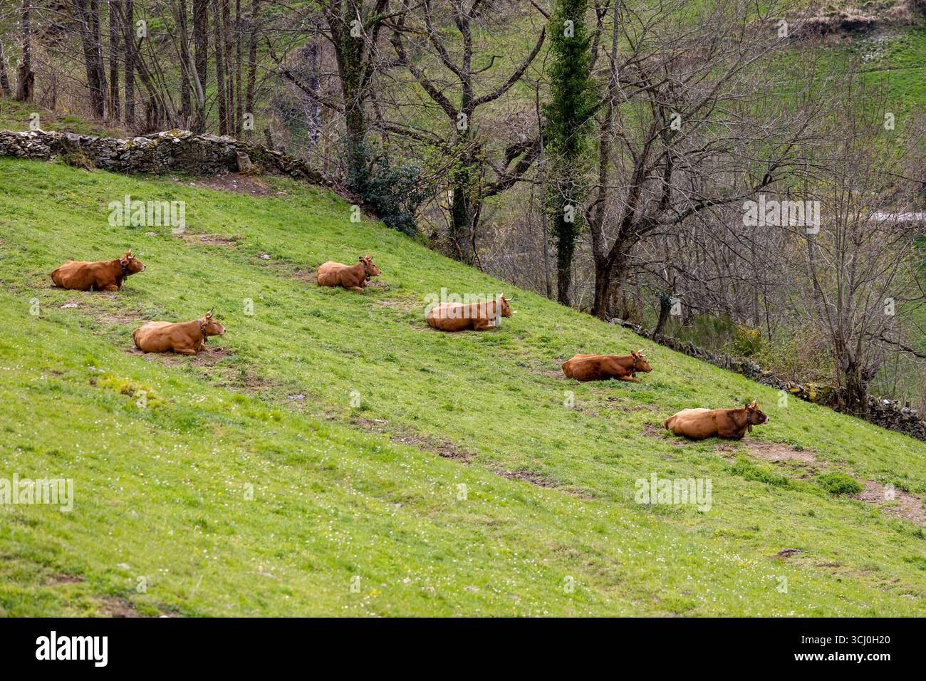 Paesaggio intorno al villaggio di Trascastro nella valle di Leitariegos nelle Asturie, Spagna Foto Stock