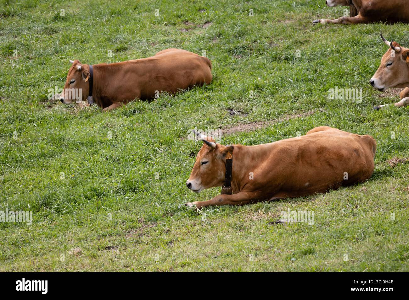 Paesaggio intorno al villaggio di Trascastro nella valle di Leitariegos nelle Asturie, Spagna Foto Stock