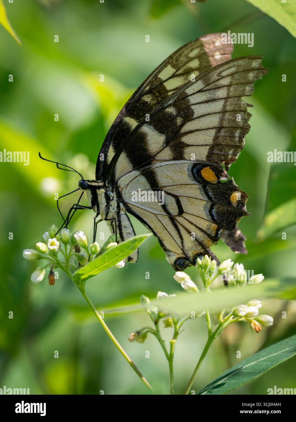 Una farfalla di tigre a righe gialle e nere sorseggia il nettare da un fiore selvatico nel luminoso sole estivo. Foto Stock