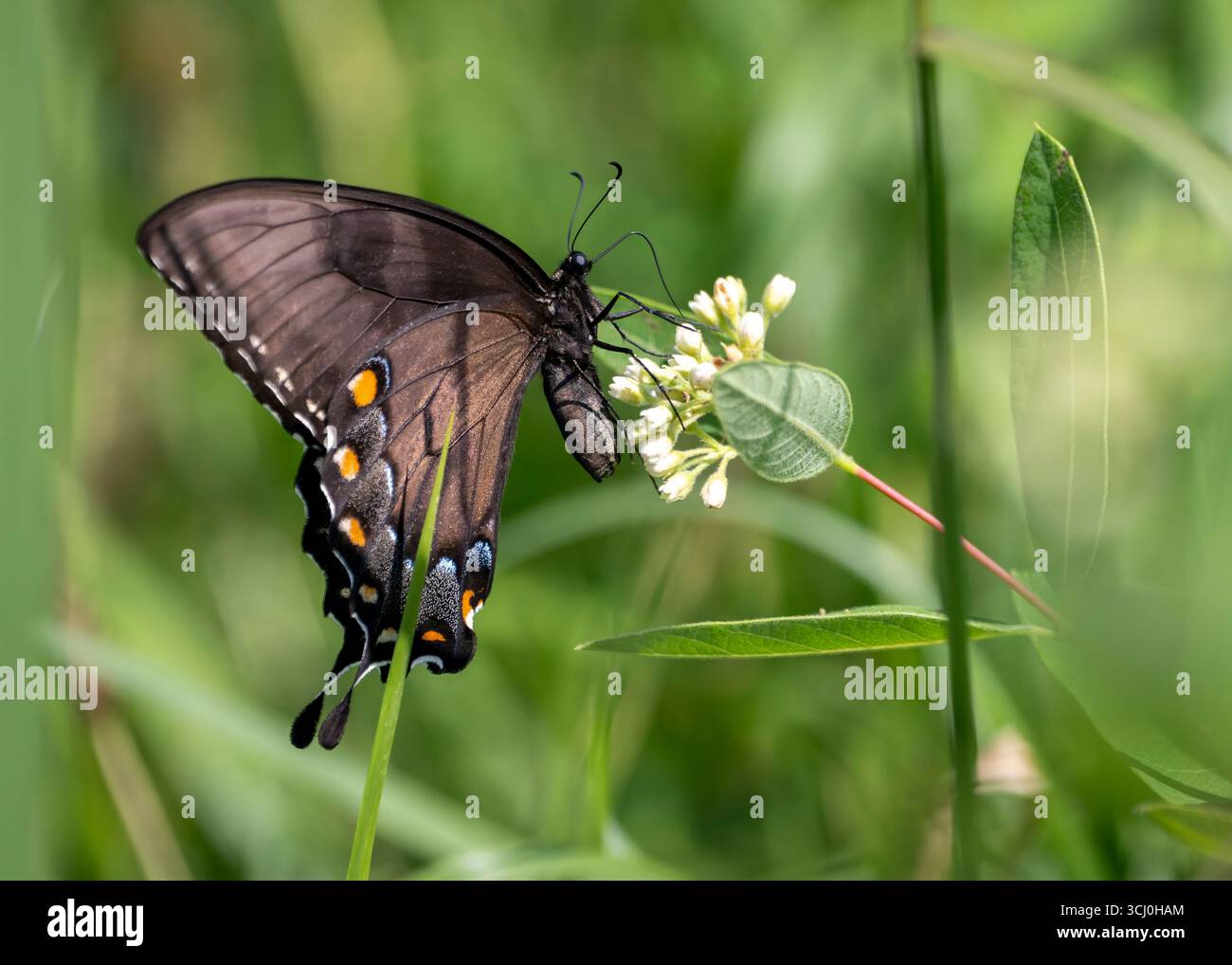 Una farfalla femmina di coda di rondine sorseggia il nettare dai fiori locali in un prato della Virginia. Foto Stock