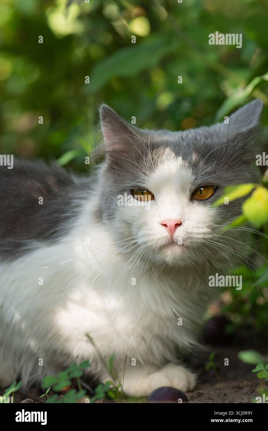 Spazio sicuro per le passeggiate in gatto concept foto. Creazione di un giardino sicuro per gli animali da passeggio. Foto Stock