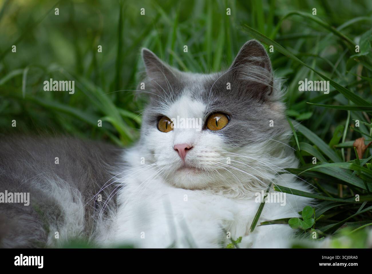Gatto giardino amichevole comprese le piante da giardino non velenose sicuro Foto Stock