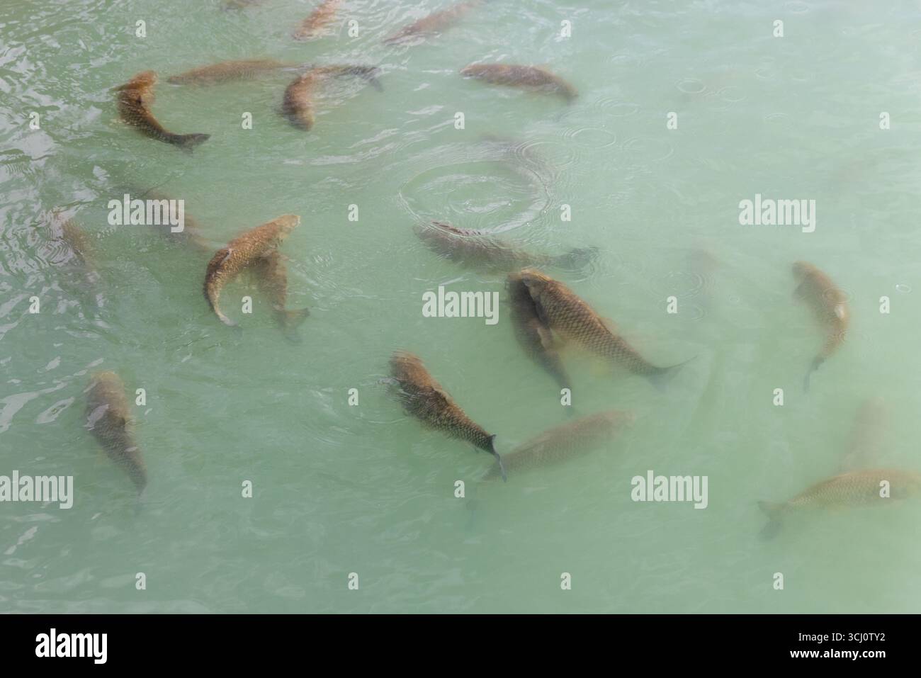 Numerosi pesci nuotano aggraziatamente in acque turchesi, creando motivi pacifici e dinamici che trasmettono un ambiente acquatico sereno Foto Stock