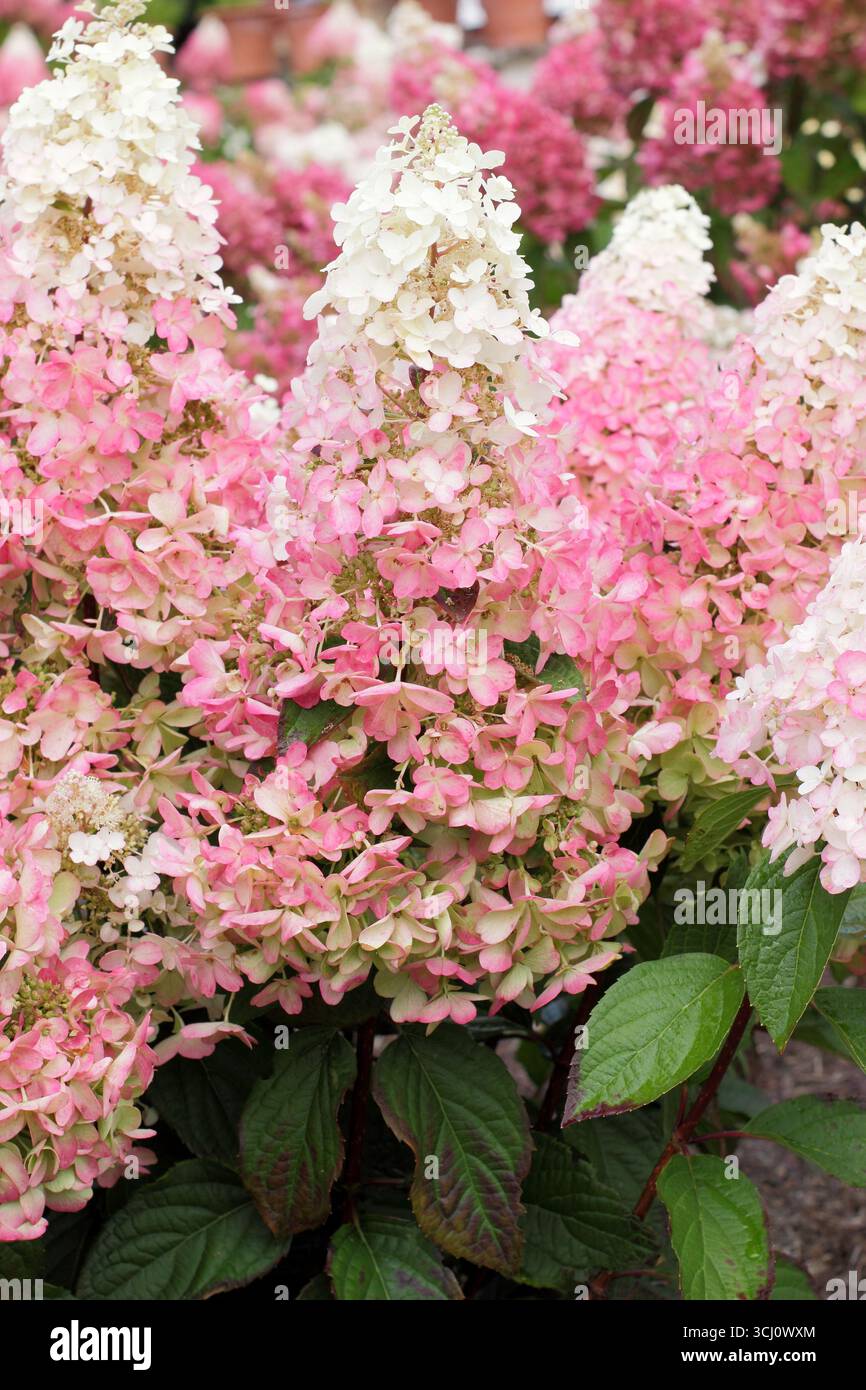 Hydrangea paniculata Candlelight. Panicole grandi che si ombreggiano dal bianco cremoso al rosa dopo la maturazione. REGNO UNITO Foto Stock