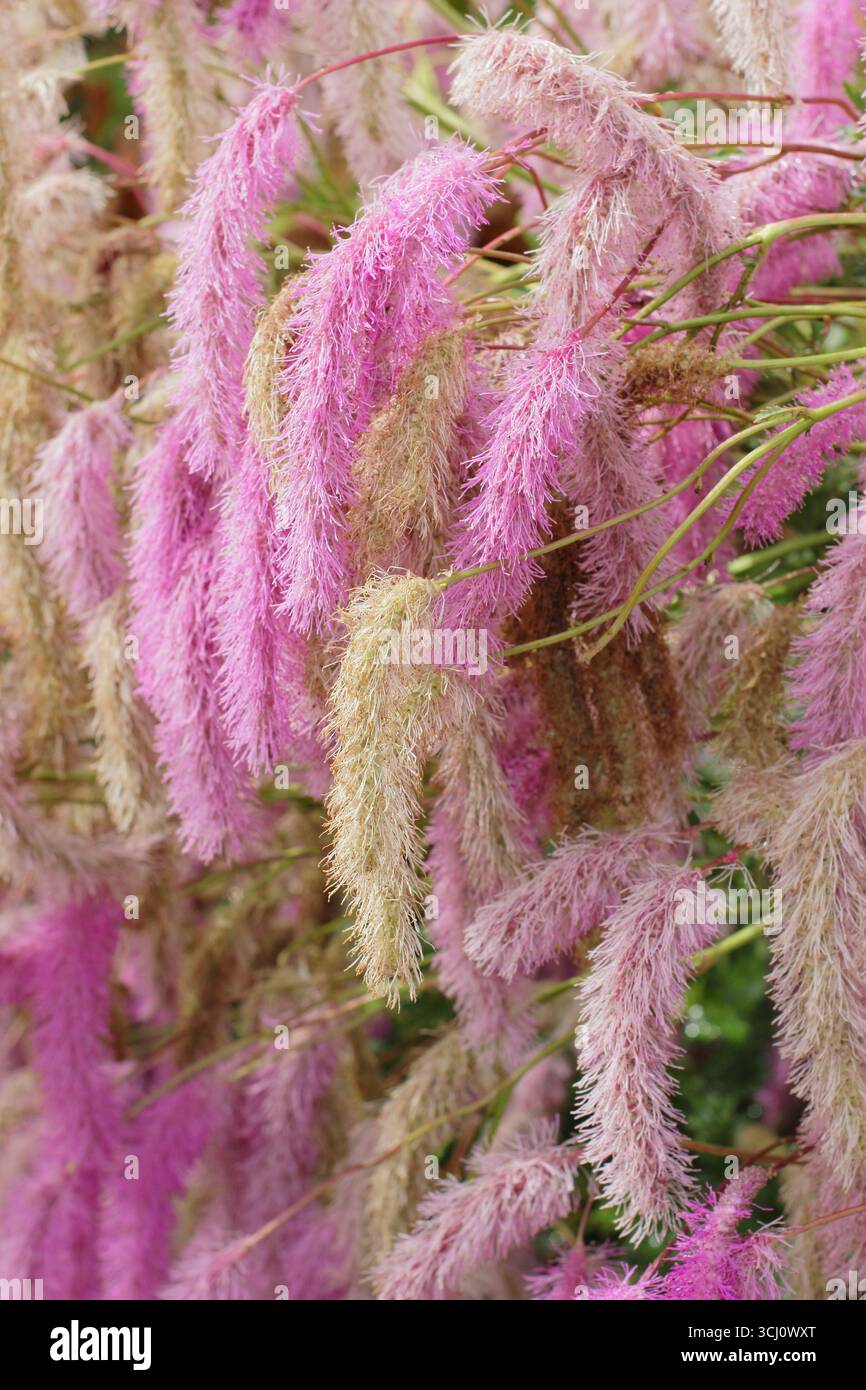 Sanguisorba hakusanensis 'Llilac Squirrel'. Soffici scoiattoli rosa di burnet coreano "scoiattolo lilla" al confine del giardino di fine estate. REGNO UNITO Foto Stock