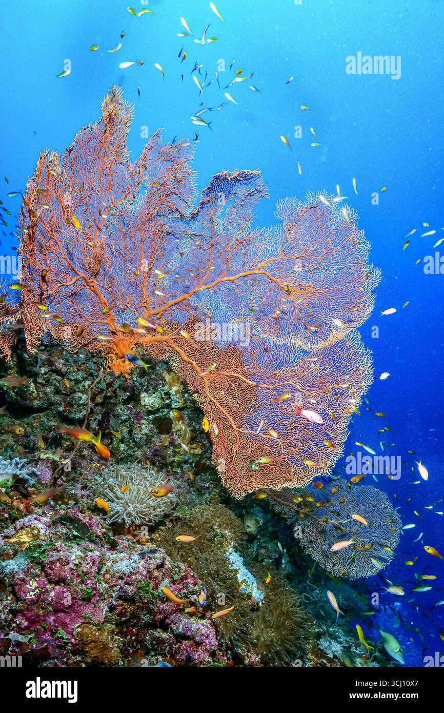 Immagine sottomarina grandangolare di un ventilatore gorgoniano sul pendio della barriera corallina di Mayotte. Corallo tenero (Alcyonacea); habitat importante per pesci di barriera corallina e inverteb Foto Stock