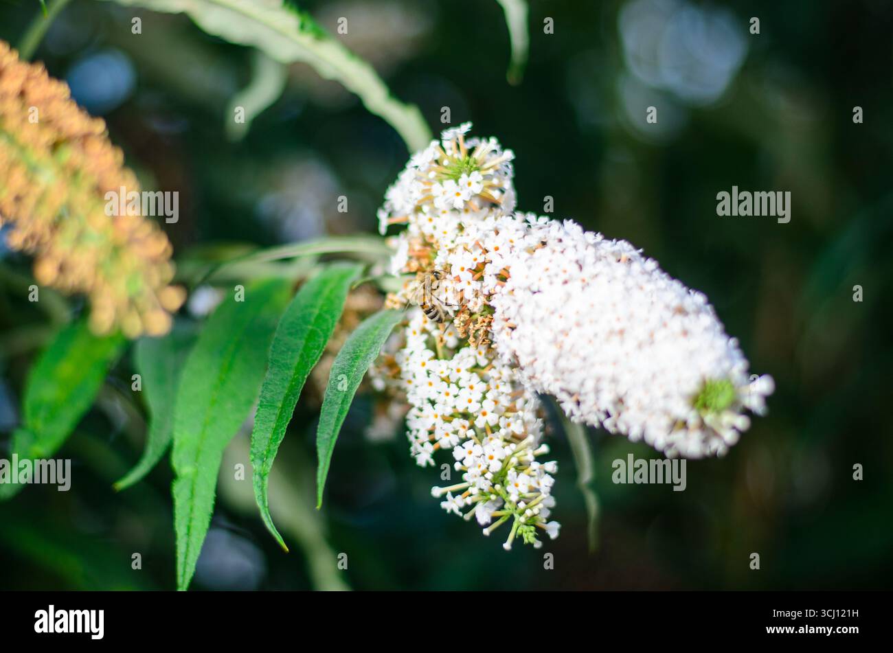 Primo piano di ape su fiore bianco con un morbido sfondo sfocato che mostra l'attività dettagliata degli insetti per l'impollinazione, il giardino e la fauna selvatica Foto Stock