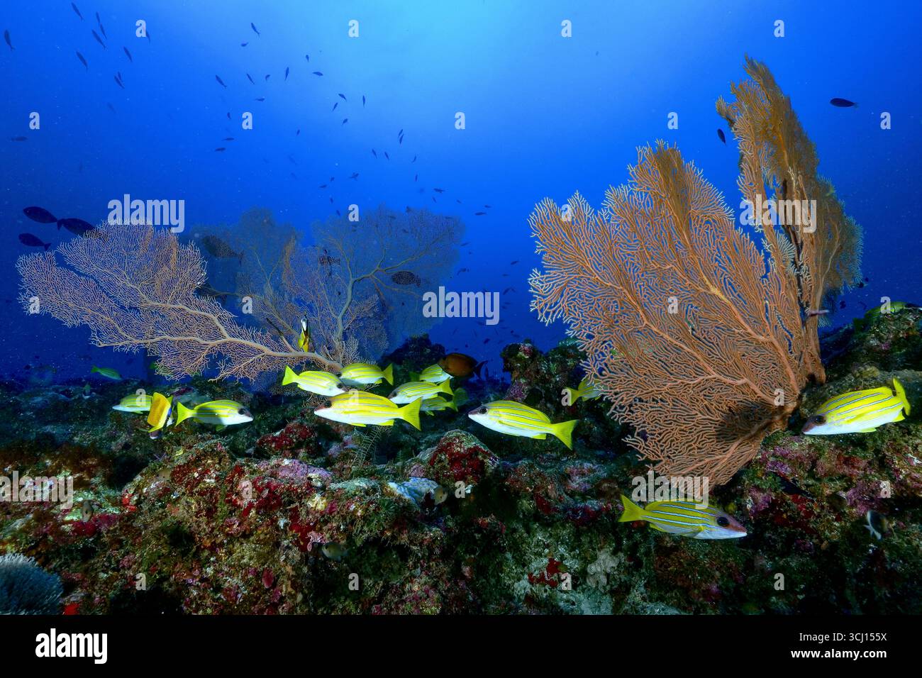Immagine sottomarina grandangolare di un ventilatore gorgoniano sul pendio della barriera corallina di Mayotte. Corallo tenero (Alcyonacea); habitat importante per pesci di barriera corallina e inverteb Foto Stock