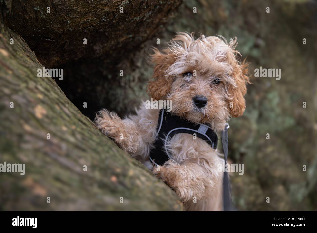 Fuori a fare una passeggiata con un Cavapoo Foto Stock