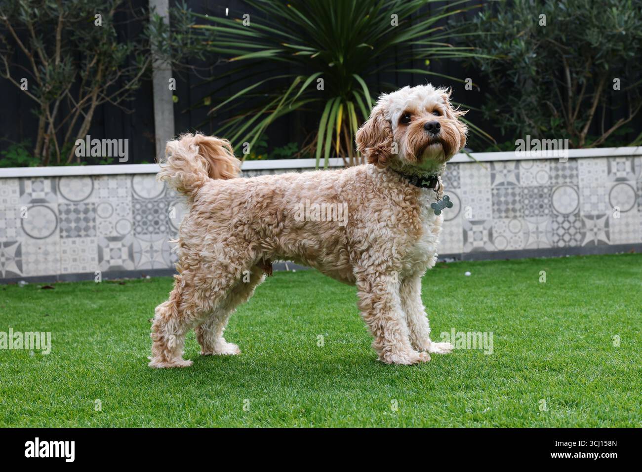 Cavapoo è orgoglioso. Foto Stock