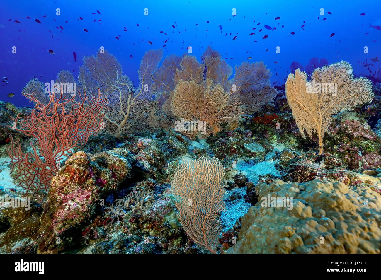 Immagine sottomarina grandangolare di un ventilatore gorgoniano sul pendio della barriera corallina di Mayotte. Corallo tenero (Alcyonacea); habitat importante per pesci di barriera corallina e inverteb Foto Stock