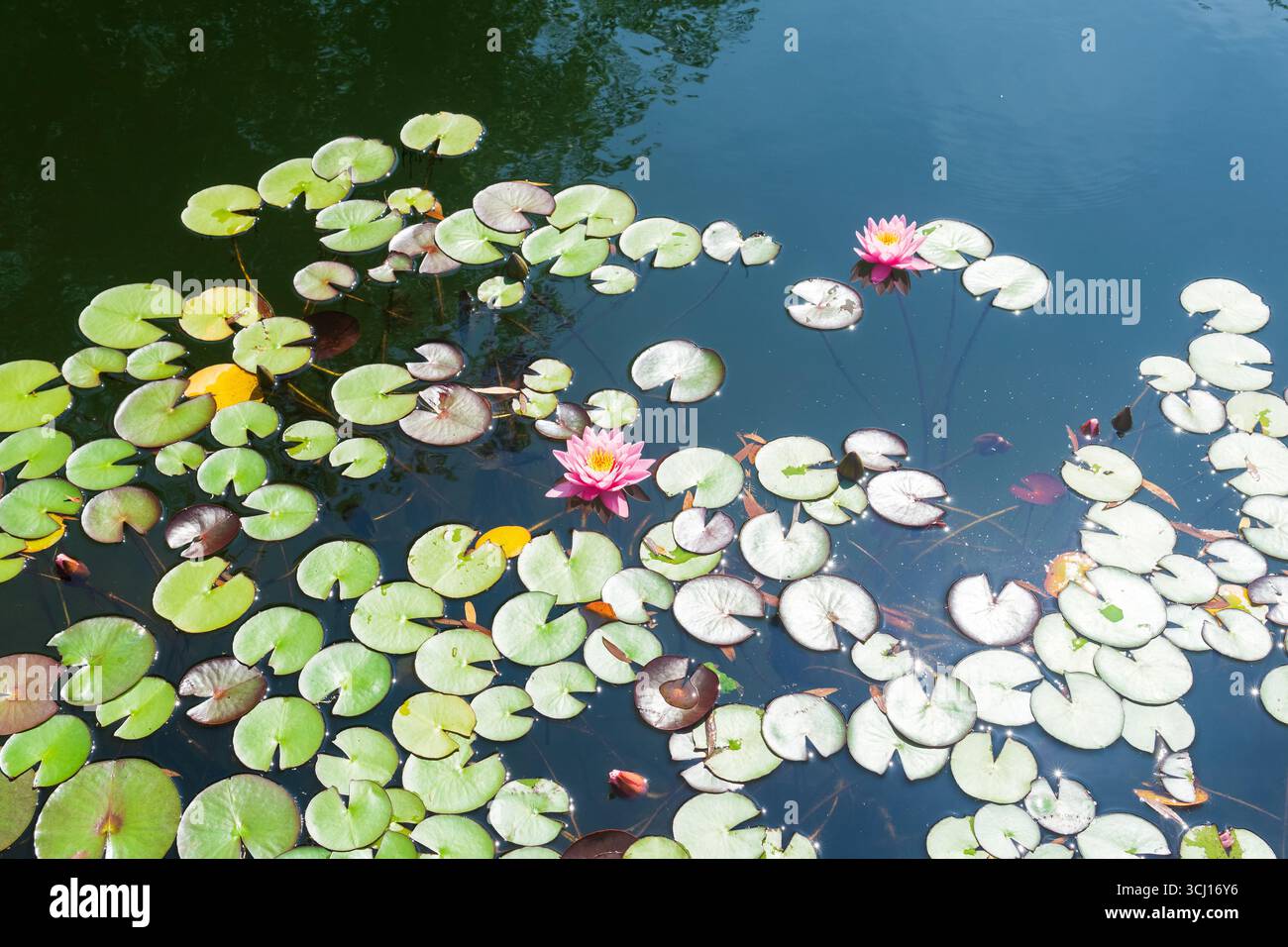 ninfee nello stagno in una giornata di sole Foto Stock