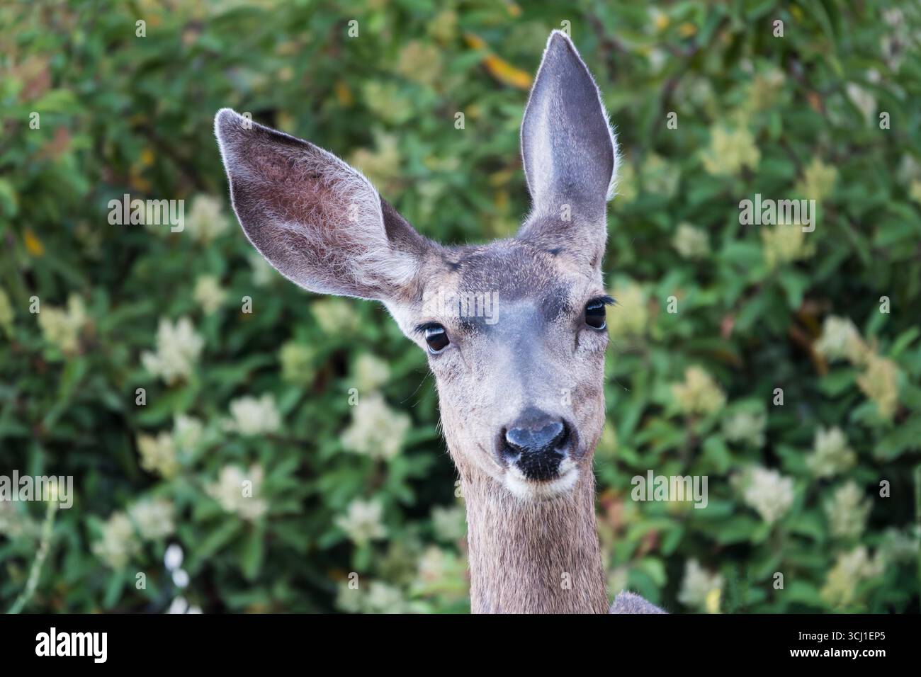 Cervi muli calmi e amichevoli che entrano in contatto con gli occhi ascoltando in due direzioni. Foto scattata vicino a Simi Valley, California. Foto Stock