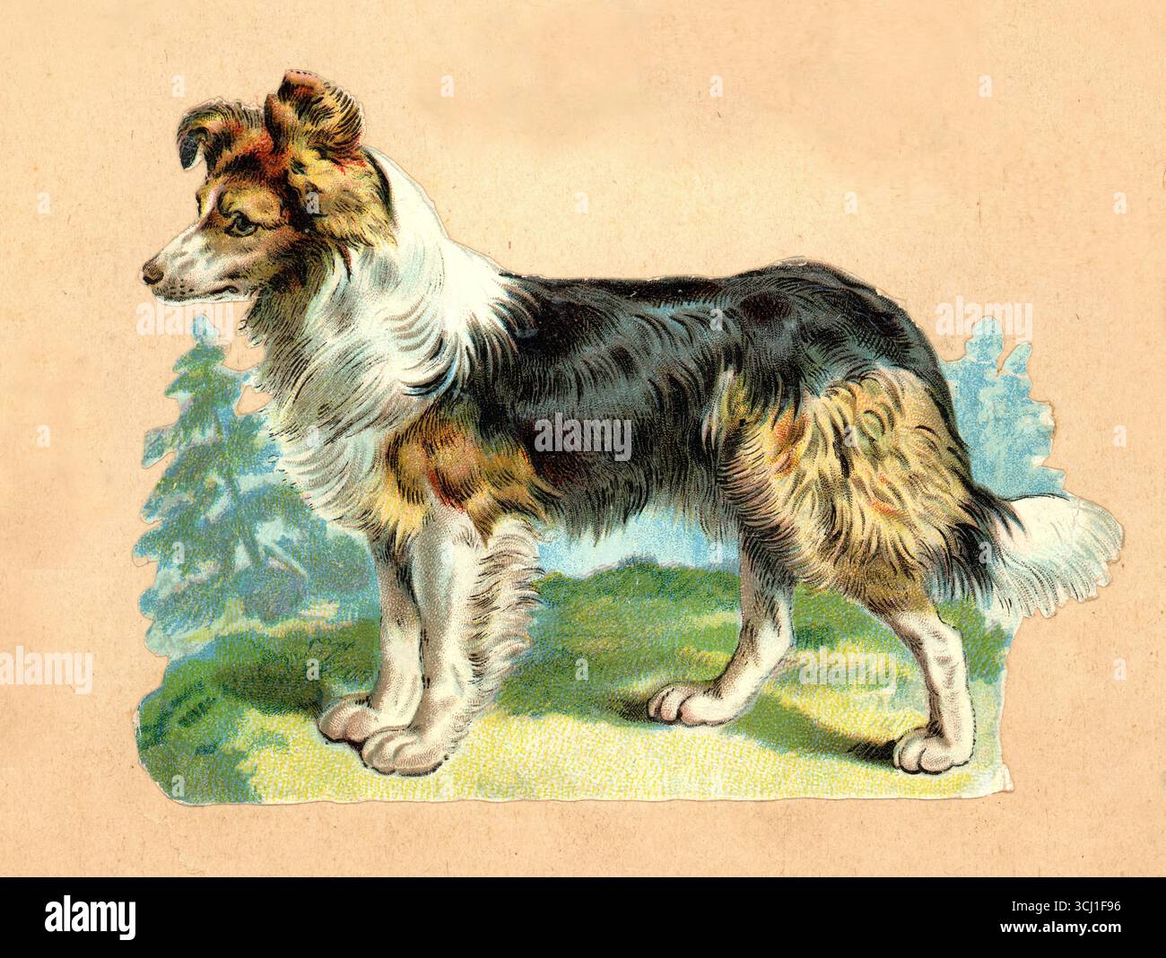 Pezzo di carta decoupage in cromo pressofuso in stile vittoriano originale, ricavato da un quaderno vittoriano di un cane da collie grezzo in piedi, una pineta sullo sfondo, intorno al 1890 Foto Stock