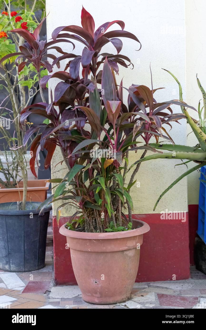 Pianta ti (Cordyline fruticosa) con foglie rosse in un soleggiato giardino pensile. Questa pianta di buona fortuna è in vaschetta, con altre piante come l'aloe vera e j Foto Stock