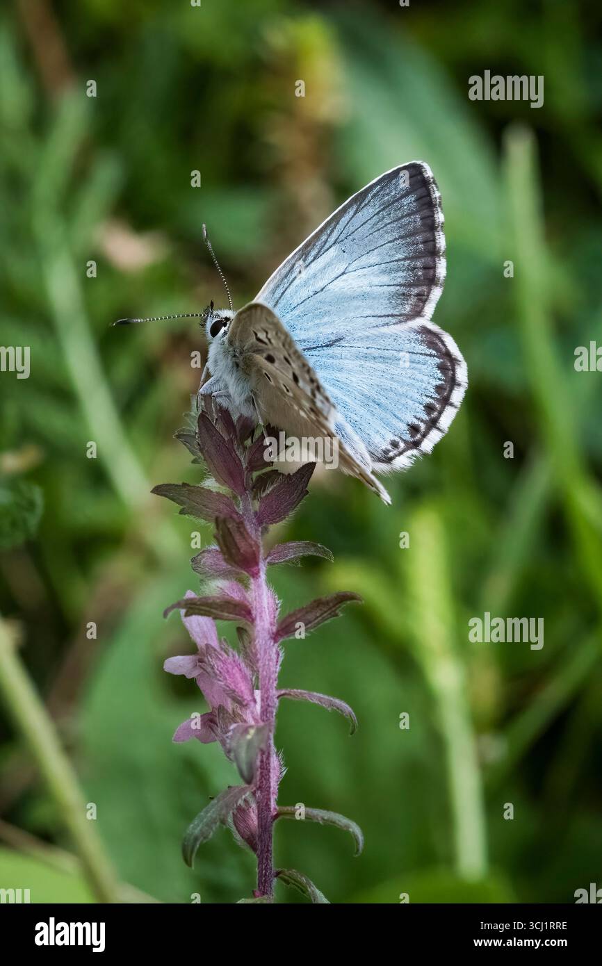 Farfalla blu Chalkhill arroccata in cima al fiore viola Foto Stock