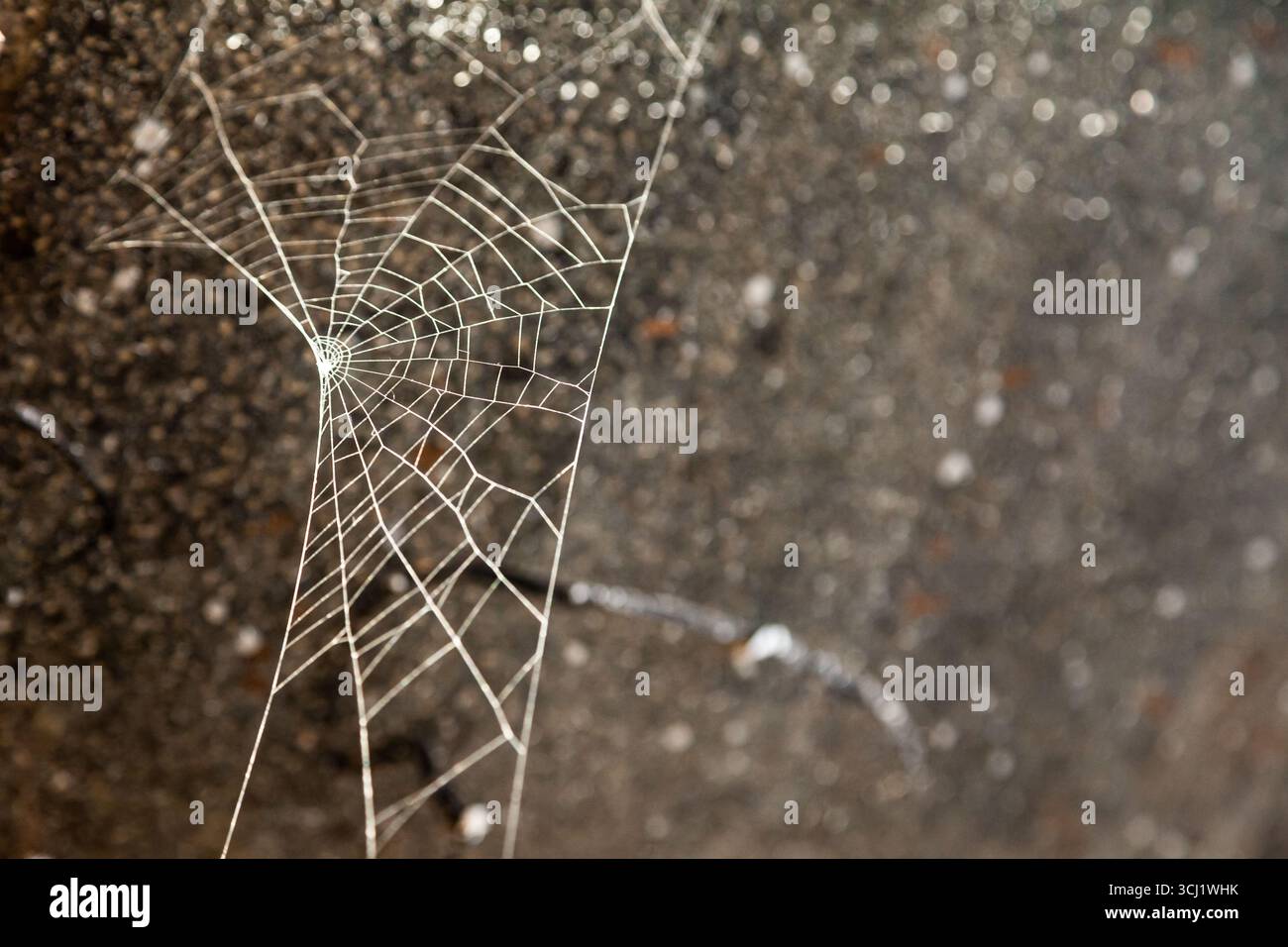 Ragnatela su sfondo scuro, primo piano. Foto Stock