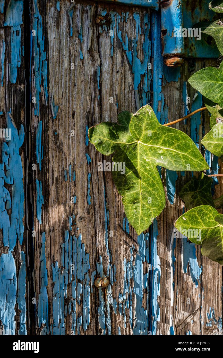 Un primo piano di vivaci foglie di edera verde che crescono su una superficie di legno intemprata con vernice blu sbucciante, creando uno splendido studio di texture e contromisure Foto Stock