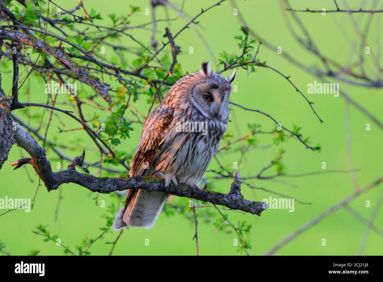 Gufo dalle orecchie lunghe Asio Otus. L'uccello sta riposando. Primo piano. Foto Stock