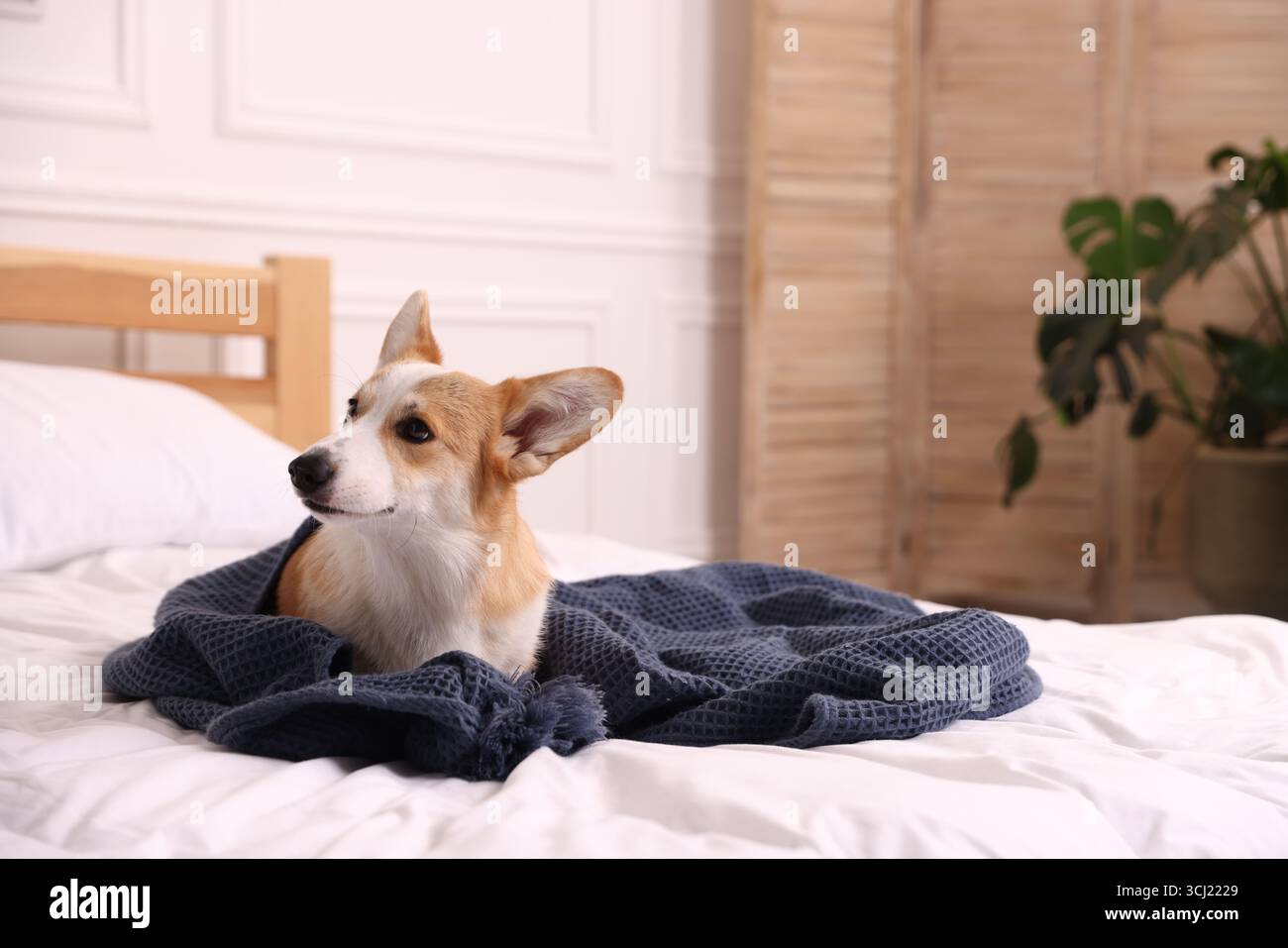 Hotel in cui sono ammessi gli animali domestici. Un cane carino con un asciugamano sul letto Foto Stock