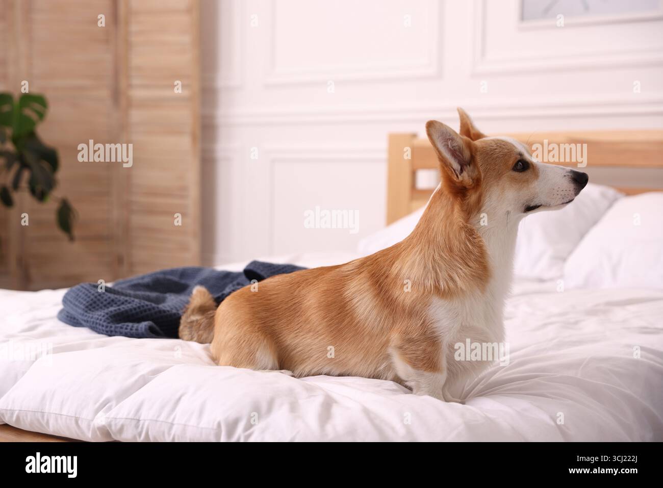 Hotel in cui sono ammessi gli animali domestici. Bel cane seduto sul letto all'interno Foto Stock