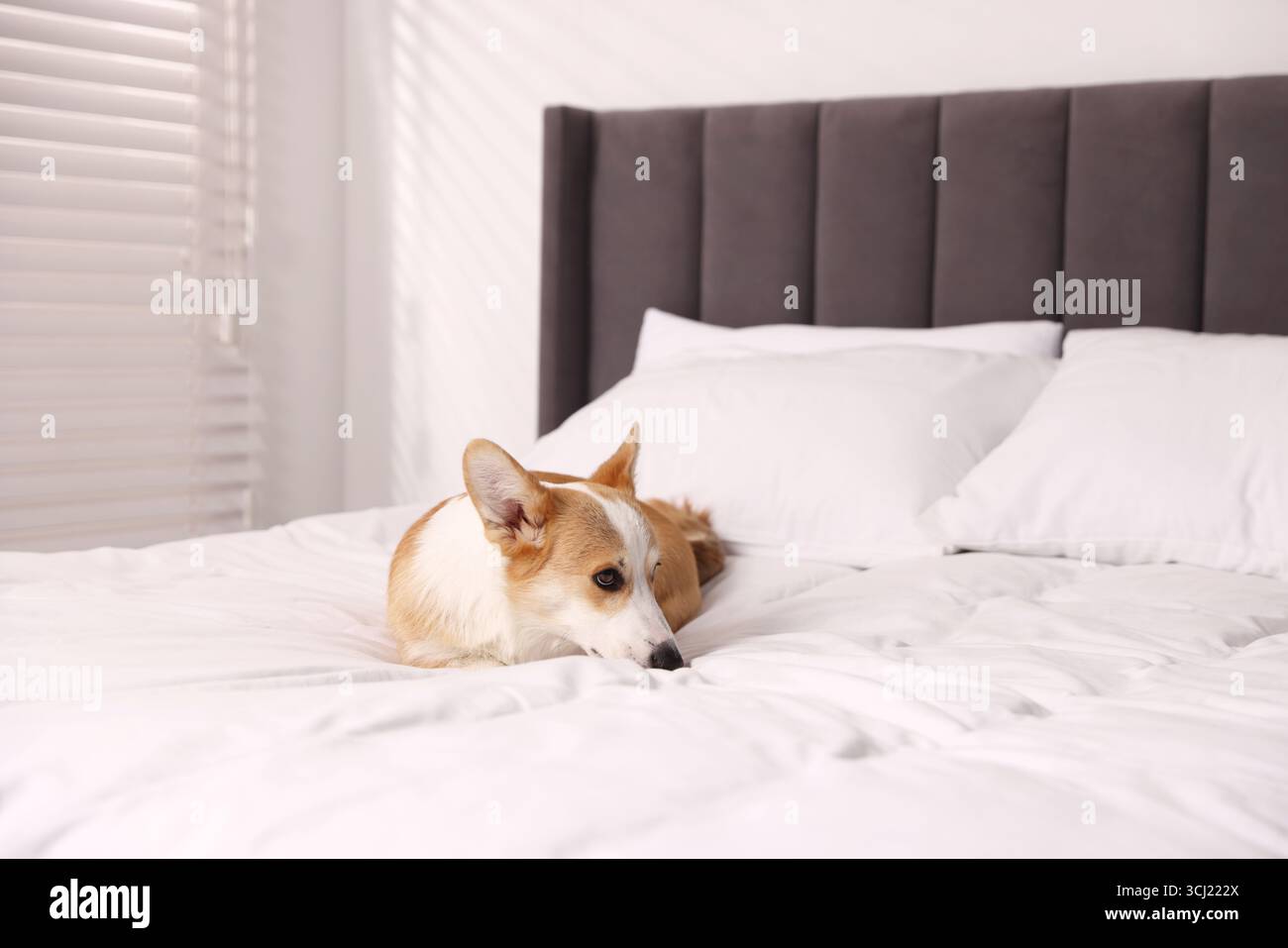 Hotel in cui sono ammessi gli animali domestici. Bel cane steso sul letto in casa Foto Stock