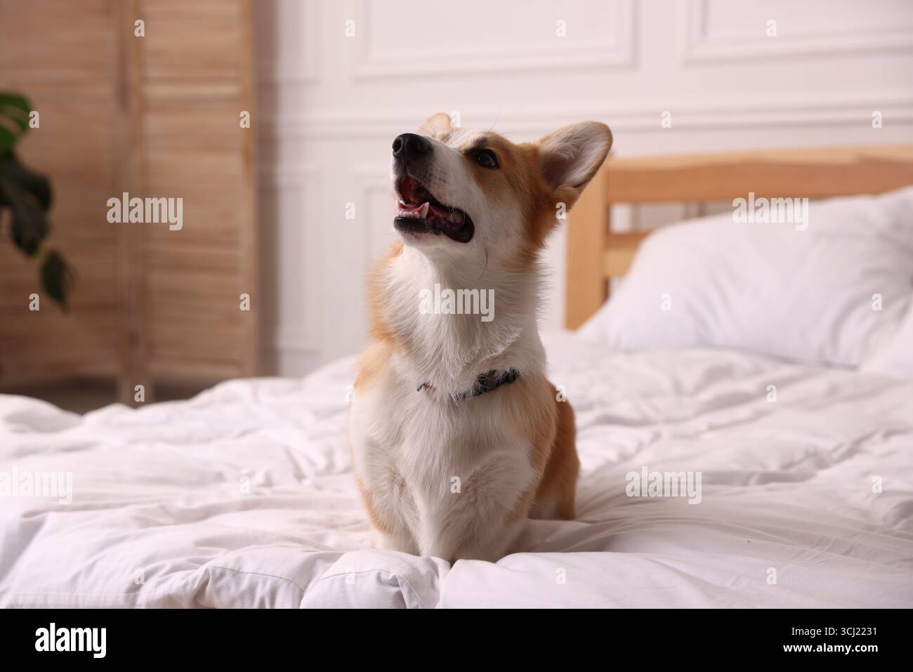 Hotel in cui sono ammessi gli animali domestici. Bel cane seduto sul letto all'interno Foto Stock