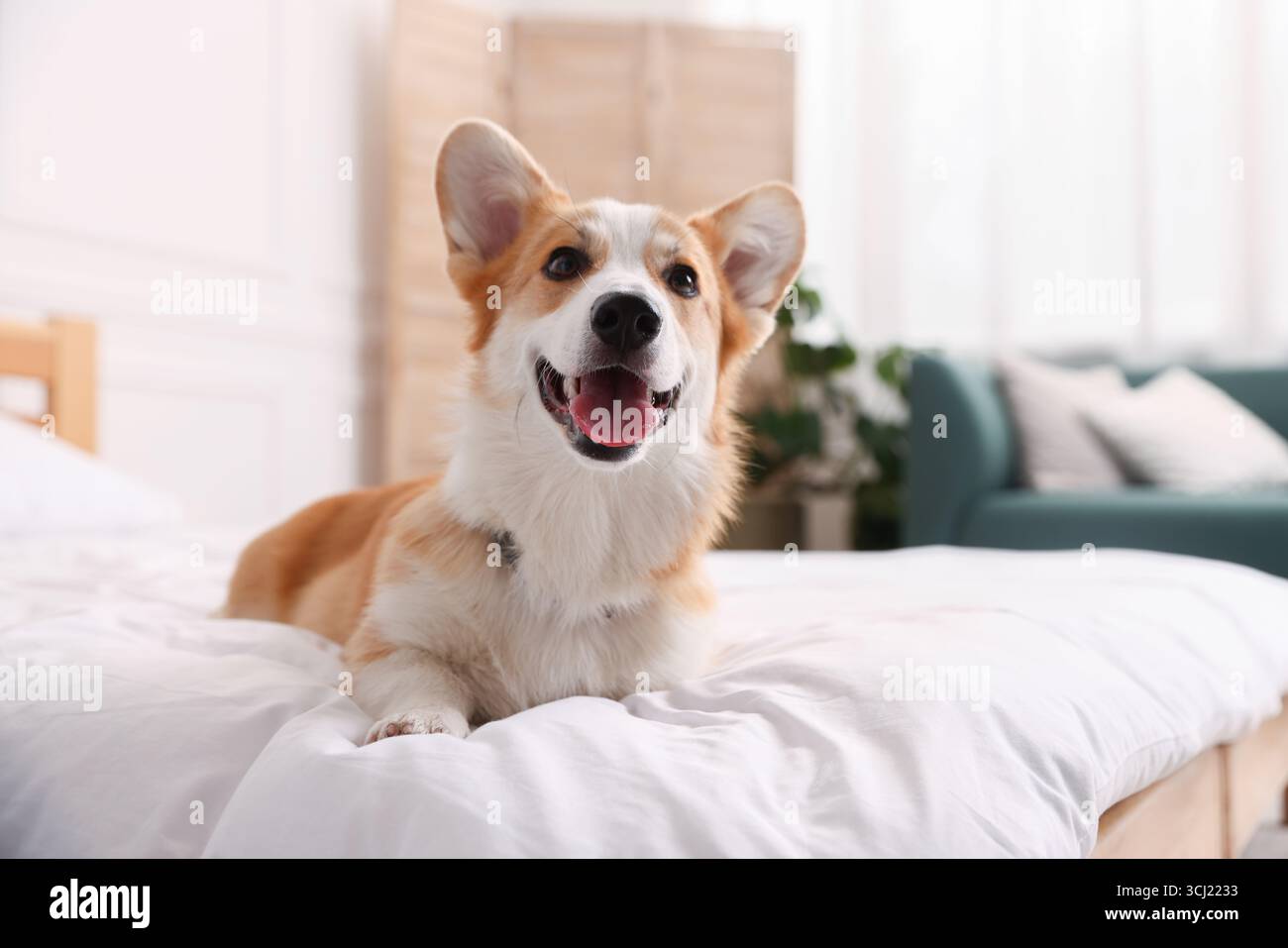 Hotel in cui sono ammessi gli animali domestici. Bel cane a letto al chiuso Foto Stock