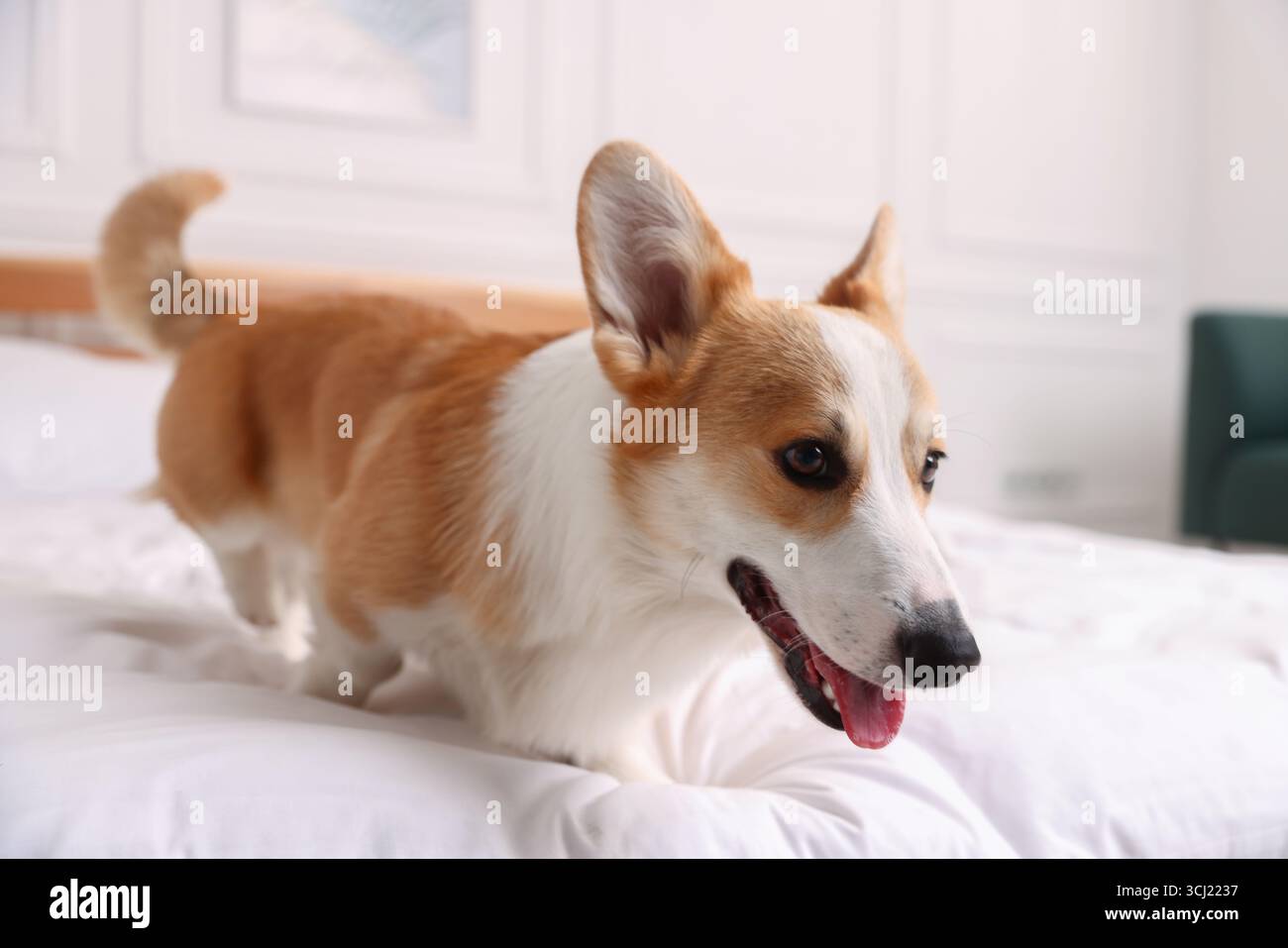 Hotel in cui sono ammessi gli animali domestici. Bel cane a letto al chiuso Foto Stock