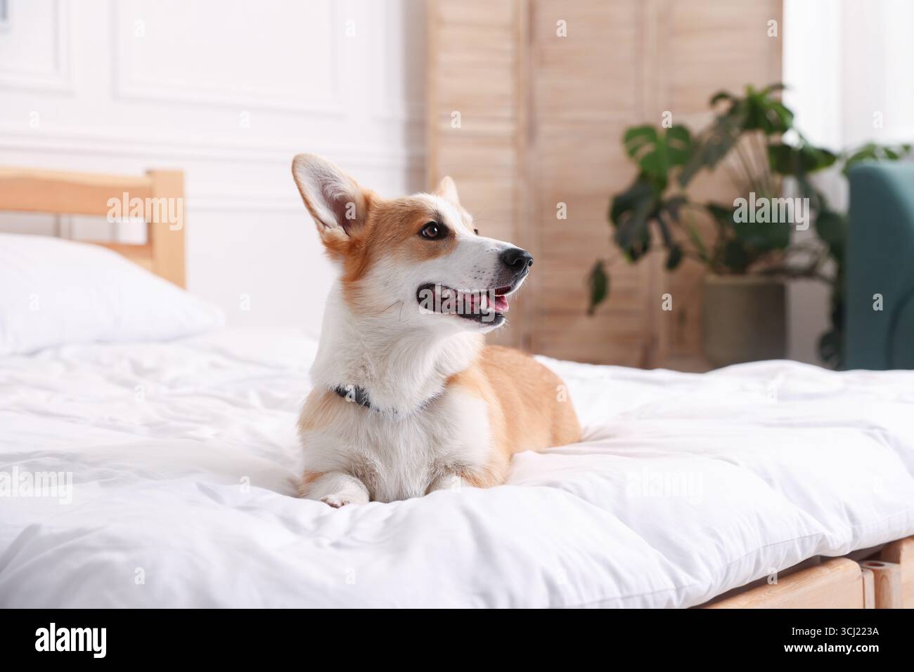 Hotel in cui sono ammessi gli animali domestici. Bel cane a letto al chiuso Foto Stock