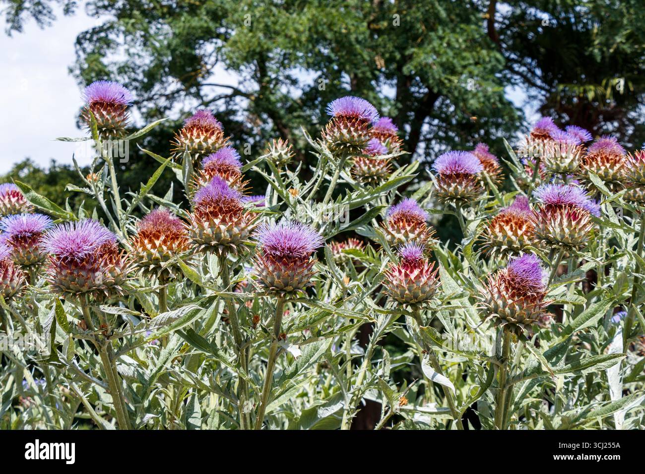 Api che raccolgono nettare su Cardoon Plant o carciofi selvatici, Cynara Cardunculus "bianco Avorio" Foto Stock