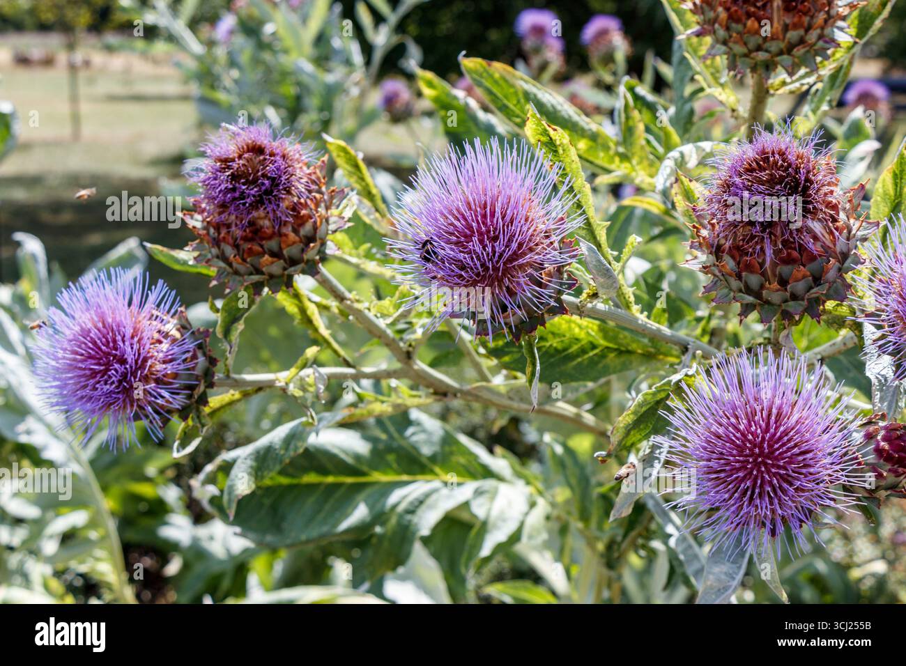 Api che raccolgono nettare su Cardoon Plant o carciofi selvatici, Cynara Cardunculus "bianco Avorio" Foto Stock