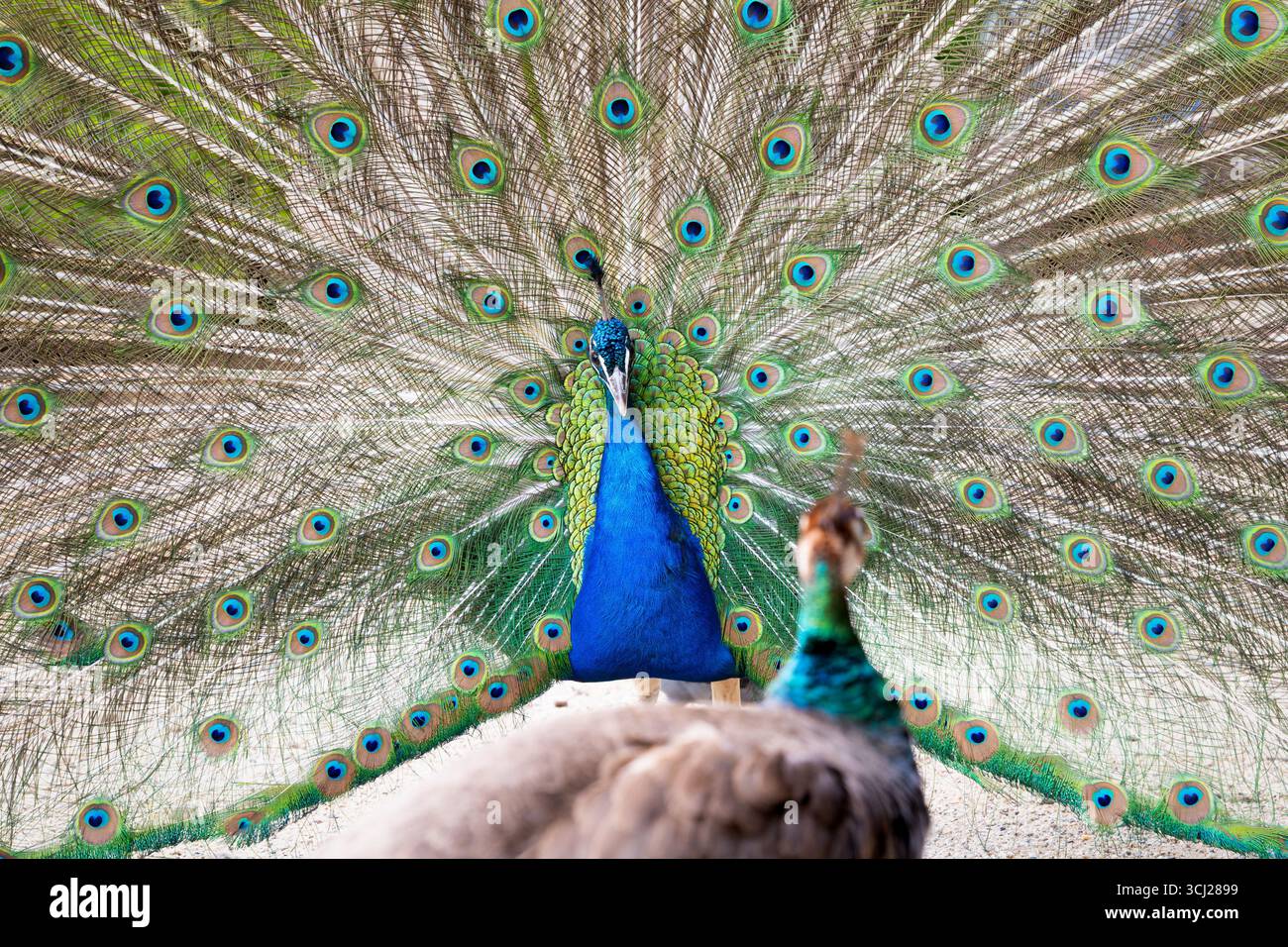 Comportamento di corteggiamento Peacock. L'uccello maschile guarda un peahen e mostra le sue piume colorate per impressionare l'uccello femminile durante la stagione degli accoppiamenti. Foto Stock