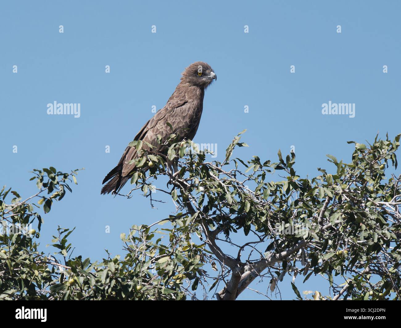 Brown Snake Eagle Foto Stock