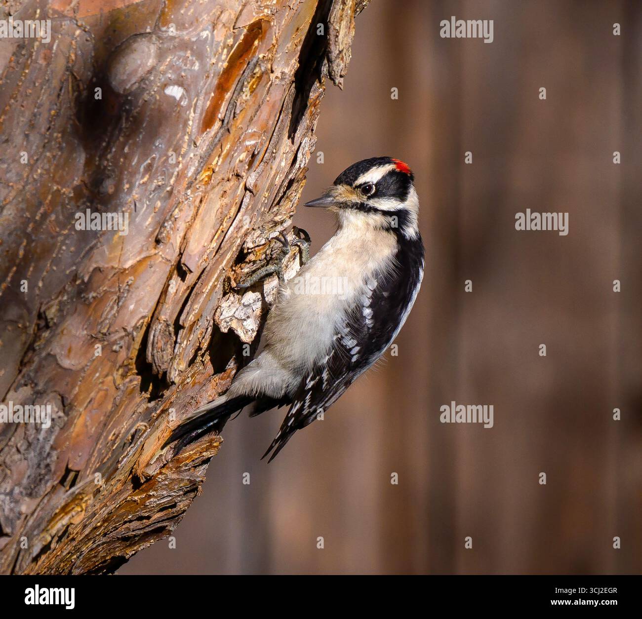 Un maschio Downy Woodpecker che mostra il suo berretto di piume rosso, i talon e i dettagli completi del corpo mentre sale su un albero mentre cerca cibo. Vista ravvicinata. Foto Stock