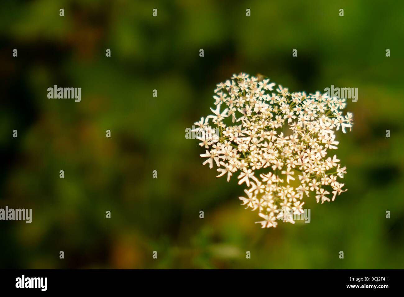 Primo piano della testa di fiori della regina Anna (Daucus carota) Foto Stock