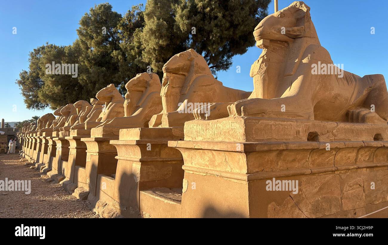 Tempio di Karnak, Luxor, Egitto - 10 febbraio 2025: Statue di sfinge con testa di ariete in arenaria lungo il vicolo occidentale delle Sfingi presso il tempio di Karnak, illuminate da Even Foto Stock
