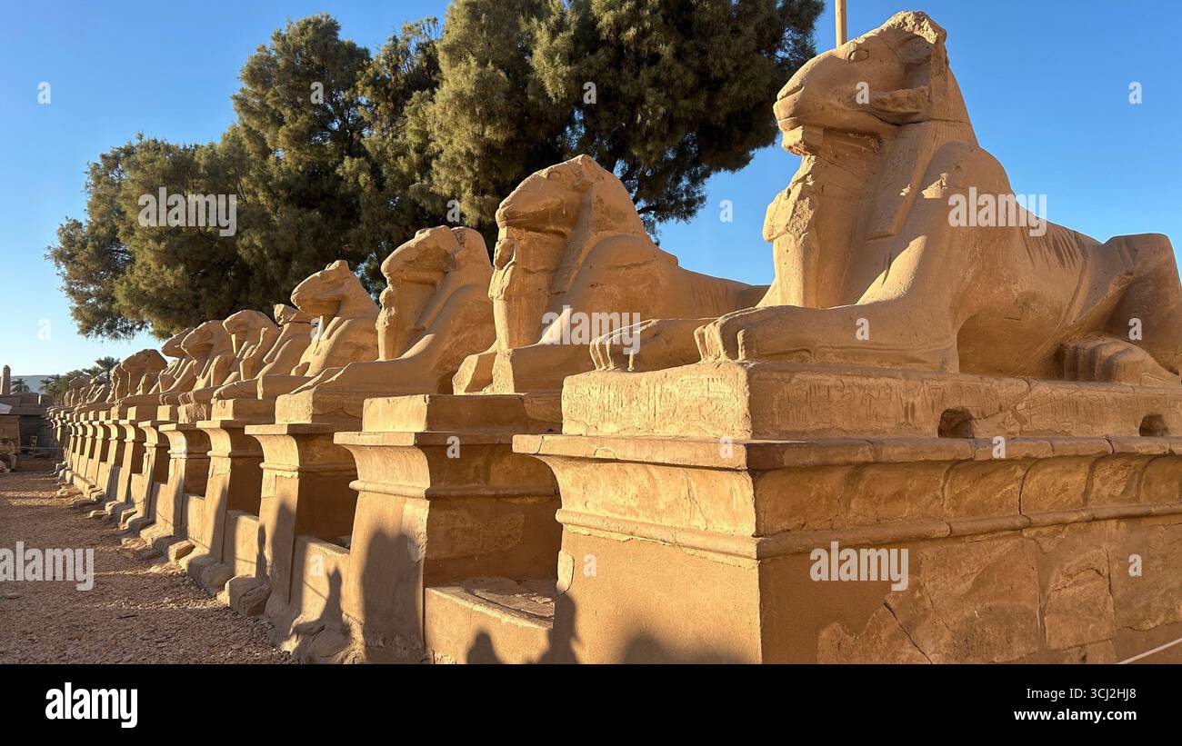 Tempio di Karnak, Luxor, Egitto - 10 febbraio 2025: Statue di sfinge con testa di ariete in arenaria lungo il vicolo occidentale delle Sfingi presso il tempio di Karnak, illuminate da Even Foto Stock