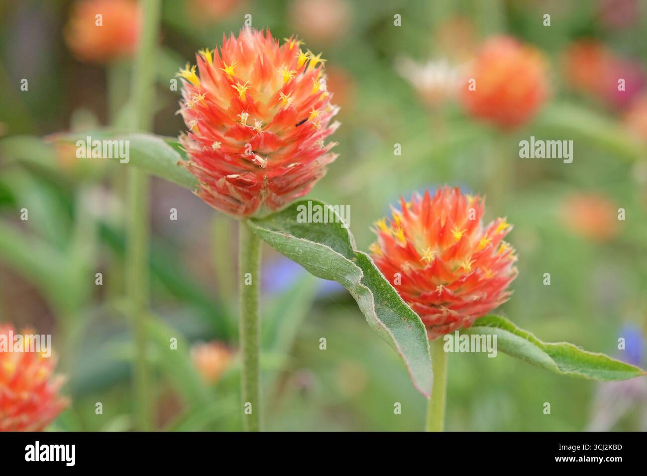 Red Gomphrena haageana, l'amaranto o il fiore del globo del Rio grande, in fiore. Foto Stock