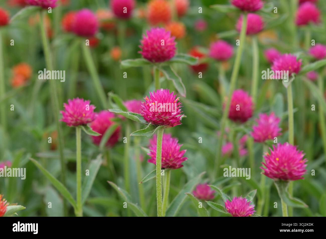 Viola e rossa Gomphrena haageana, l'amaranto o il fiore del globo del Rio grande, in fiore. Foto Stock