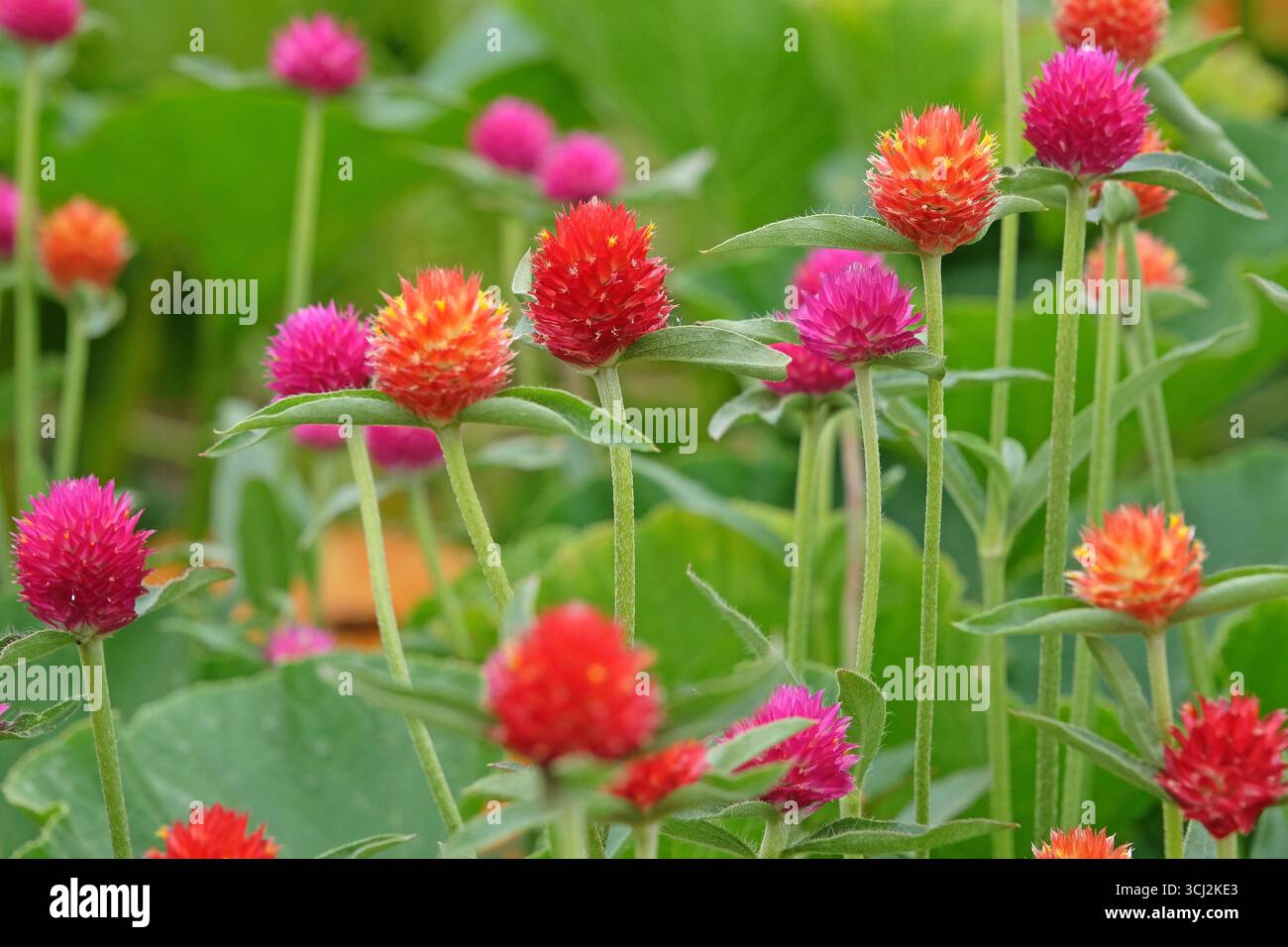 Viola e rossa Gomphrena haageana, l'amaranto o il fiore del globo del Rio grande, in fiore. Foto Stock