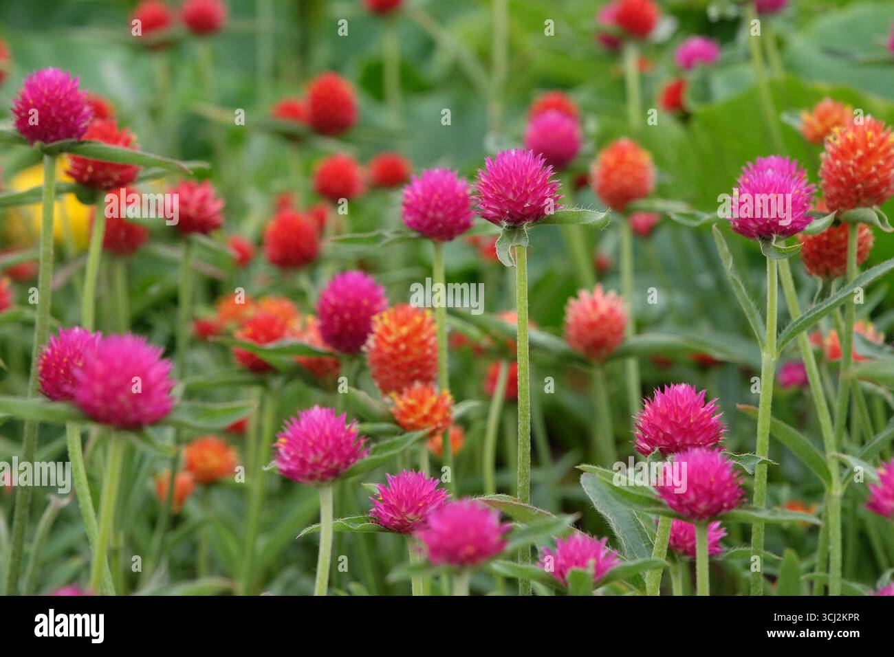 Viola e rossa Gomphrena haageana, l'amaranto o il fiore del globo del Rio grande, in fiore. Foto Stock