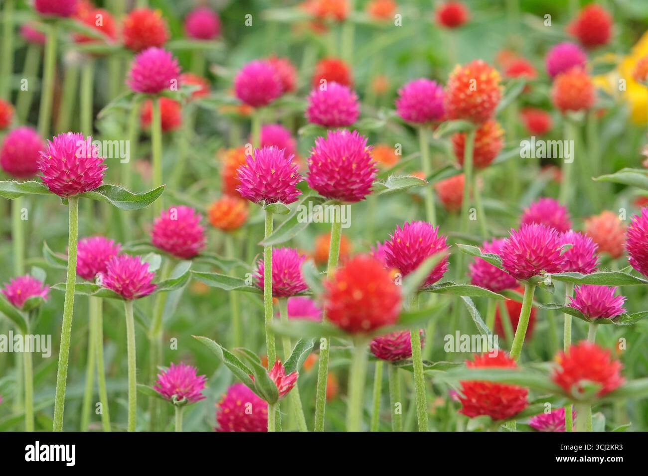 Viola e rossa Gomphrena haageana, l'amaranto o il fiore del globo del Rio grande, in fiore. Foto Stock
